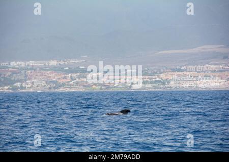 Kurzflossen-Pilotwal ( Globicephala macrorhynchus ) im Meer auf einer Walbeobachtungstour vor der Küste von Teneriffa, Spanien Stockfoto