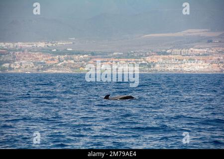 Kurzflossen-Pilotwal ( Globicephala macrorhynchus ) im Meer auf einer Walbeobachtungstour vor der Küste von Teneriffa, Spanien Stockfoto