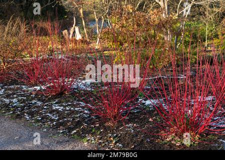 Rote Stämme des sibirischen Hundehaars Cornus Alba „Sibirica“ an einem Wintertag in Großbritannien Stockfoto