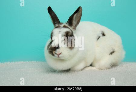 Süßes, braunes, schwarz-weißes Kaninchen auf einer Decke Stockfoto