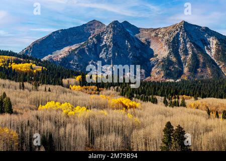 Herbstfarben; Aspen Bäume; Anthrazit Range; West Elk Mountains bei Kebler Pass; Colorado; USA Stockfoto