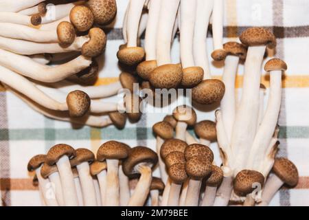 Frische rohe braune Shimiji- oder Shimeji-Pilze, selektiver Fokus. Hypsizygus tessulatus ist ein Pilz aus Ostasien. Vegetarische vegane gesunde Lebensmittel p Stockfoto