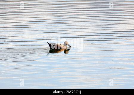 Rote Schaufel, Fuchslöffelente, Canardspatel, Anas platalea, argentin kanalasréce, Reserva Laguna Nimez, El Calafate, Provinz Santa Cruz, Argentinien Stockfoto