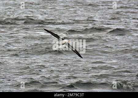 Schwarzbrauen-Albatros, Schwarzbrauenalbatros, Albatros à sourcils noirs, Thalassarche melanophris, dolmányos albatrosz, Tierra del Fuego, Argentinien Stockfoto