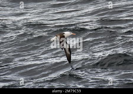 Schwarzbrauen-Albatros, Schwarzbrauenalbatros, Albatros à sourcils noirs, Thalassarche melanophris, dolmányos albatrosz, Tierra del Fuego, Argentinien Stockfoto