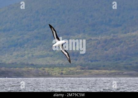 Schwarzbrauen-Albatros, Schwarzbrauenalbatros, Albatros à sourcils noirs, Thalassarche melanophris, dolmányos albatrosz, Tierra del Fuego, Argentinien Stockfoto