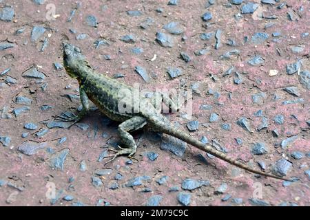 Amazonasechse, Tropidurus torquatus, Iguazu National Park, Provinz Misiones, Argentinien, Südamerika Stockfoto