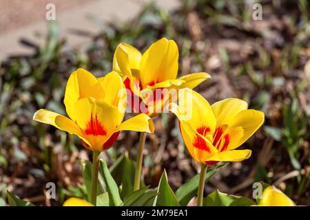 Tulipa kaufmanniana „Stresa“ blüht im Frühling im Garten Stockfoto