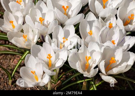 Weiße Krokusse aus der Nähe. Natürlicher Hintergrund der ersten Frühlingsblumen Stockfoto