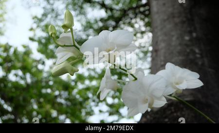 Ein Zweig blühender weißer Orchideen mit Blütenknospen, mit einem verschwommenen Baumstamm und Blättern im Hintergrund. Stockfoto