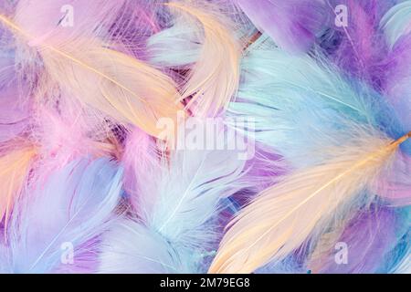 Pastellfarbene Federn. Federn Hintergrund Stockfoto