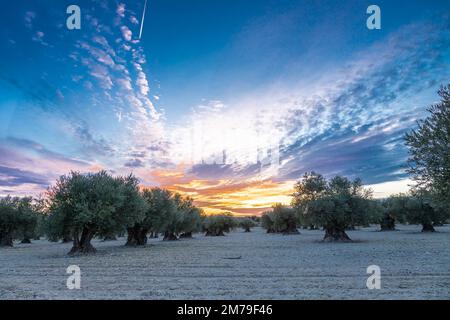 Dramatischer Sonnenuntergang über einer landwirtschaftlichen Landschaft mit Olivenbäumen. Die Wolkenlandschaft schafft einen magischen und beeindruckenden Himmel voller Farben im Mittelmeer Stockfoto