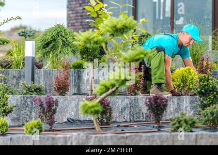 Professioneller weißer Gärtner, der sich um Sträucher und Sträucher kümmert, die im mehrstufigen Blumenbeet gepflanzt wurden. Gartenlandschaft Pflege Thema. Stockfoto