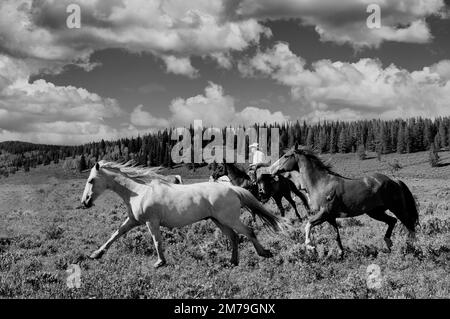 USA; Rocky Mountains; Wyoming; Sublette County; Pinedale; Auf einer Ranch fliegen; Stockfoto