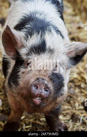 Nahaufnahme eines gefleckten Mini-Schweines (Teetasse) im Schweinestall mit Zähnen Stockfoto