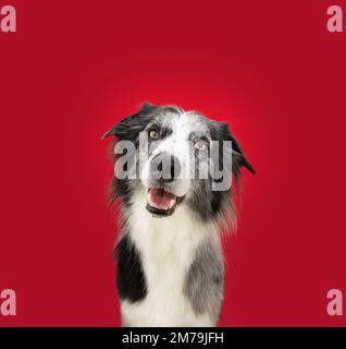 Portrait Border Collie merle Dog mit fröhlichem Gesichtsausdruck. Isoliert auf rotem, magentafarbenem Hintergrund Stockfoto