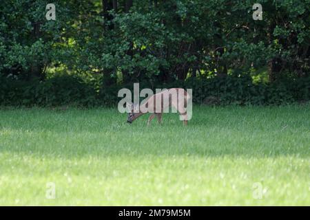 Europäischer Rothirsch (Capreolus capreolus), männlich, Rosenkranz, Weidegang, Weidegang, Im Frühling, Deutschland, frisst Ein einziges Roebuck frisches Gras auf einer Waldrodung Stockfoto