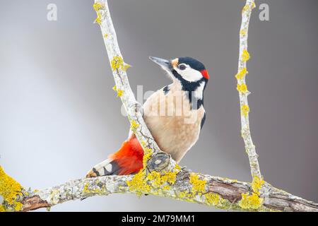 Buntspecht (Dendrocopus major) männlich, Deutschland Stockfoto