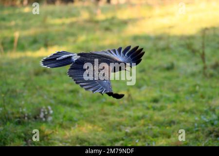 Harris-Falke (Parabuteo unicinctus), Erwachsener, nicht gefärbt, fliegend, anrufend, Herbst, Böhmischer Wald, Tschechische Republik Stockfoto