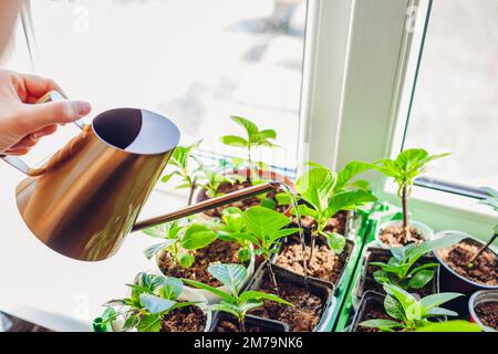 Gärtner, der Hortensien mit Gießkanne bewässert. Wachsende Hortensien auf Fensterbank. Heimgärtnern Stockfoto
