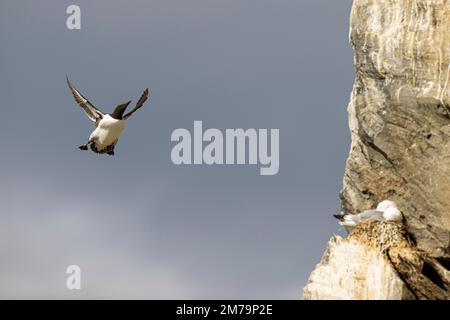 Guillemot (Uria aalge) im Flug, Insel Hornoya, Vardo, Varanger, Finnmark, Norwegen Stockfoto