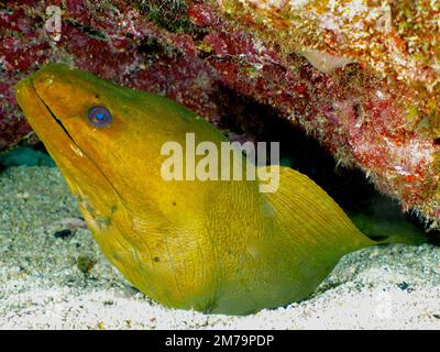 Grüner Muray (Gymnothorax funebris). Tauchplatz John Pennekamp Coral Reef State Park, Key Largo, Florida Keys, Florida, USA Stockfoto