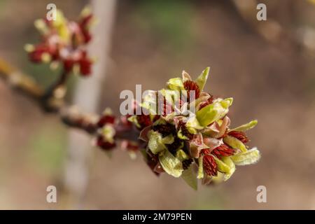 Cornus officinalis, japanische Kornelen oder japanische Cornelienkirschen oder Cornelianische Kirschen im Frühling. Lange gelbe Knospen auf Bäumen schließen sich. U Stockfoto