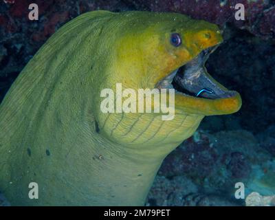 Grüner Muray (Gymnothorax funebris) an der Reinigungsstation, mit saubereren Fischen in weit offenem Mund. Tauchplatz John Pennekamp Coral Reef State Park, Key Stockfoto