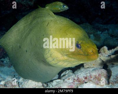 Grüner Muray (Gymnothorax funebris). Tauchplatz John Pennekamp Coral Reef State Park, Key Largo, Florida Keys, Florida, USA Stockfoto