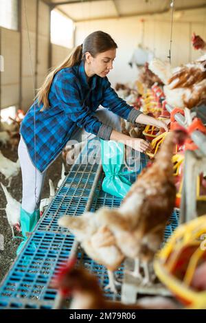 europäische Frau in kariertem Hemd und Kapuze, die Hühnerfütter in der Hühnerfarm füllt Stockfoto