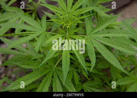 Nahaufnahme einer Marihuana-Pflanze in der Natur. Stockfoto