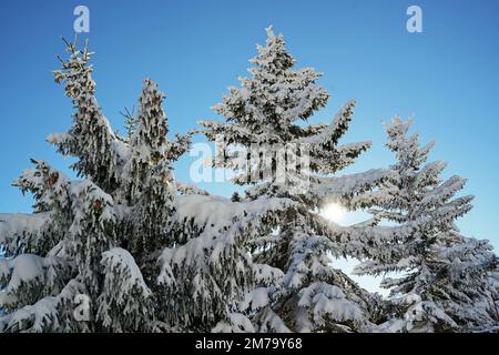 Bergwald mit schneebedeckten Tannen. Wunderschöne Außenlandschaft der Piedmont Alpen. Naturschönheit im Hintergrund Konzept. Stockfoto