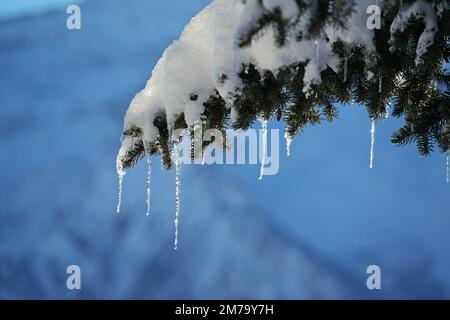 Winter, Tannenbaum bedeckt mit frischem Schnee mit Eiszapfen Stockfoto