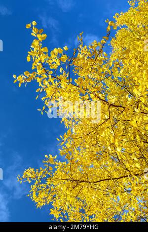 Populus tremula, genannt Gemeine Aspen, eurasische Aspen, Europäischer Aspen oder Zittern Aspen, Blick auf die Herbstlandschaft, Gelber Zweig auf blauem Himmel Stockfoto