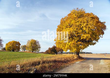 Bunten Laubbäume im Herbst, Ahornbäume mit ländlicher Straße, Blick auf die herbstliche Landschaft Stockfoto
