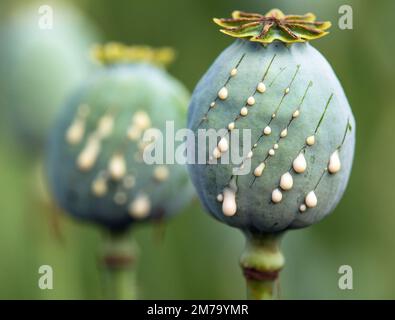 Detaildarstellung von Opiummohnköpfen, in latin papaver somniferum, zwei unreifen Mohnköpfen mit Tropfen Opiummilchlatex Stockfoto