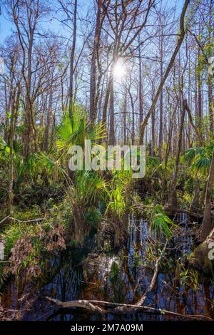 Naturszene im Highlands Hammock State Park Sebring Florida USA Stockfoto