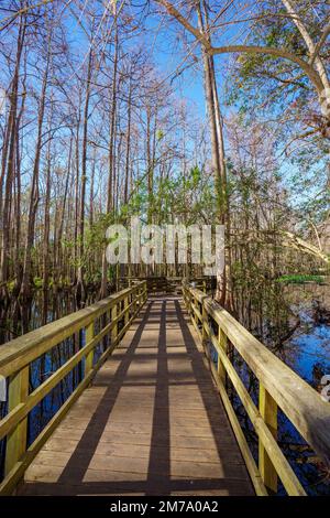 Naturszene im Highlands Hammock State Park Sebring Florida USA Stockfoto