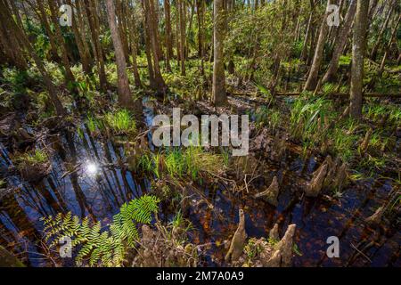 Naturszene im Highlands Hammock State Park Sebring Florida USA Stockfoto