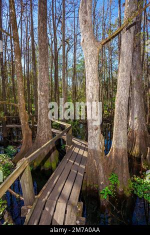 Naturszene im Highlands Hammock State Park Sebring Florida USA Stockfoto
