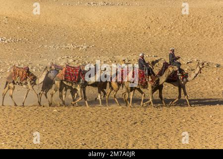 KAIRO, ÄGYPTEN - 28. JANUAR 2019: Kamelreiter vor den Großen Pyramiden von Gizeh, Ägypten Stockfoto