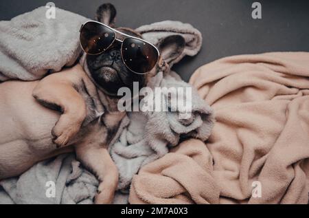Lustige französische Bulldogge liegt auf dem Sofa mit Sonnenbrille Stockfoto