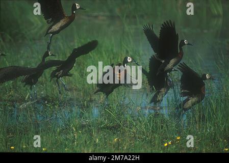 Whitefaced Whistling Ducks (Dendrocygna viduata) starten, Kwai River Lodge, Okavango Delta, Botswana Stockfoto