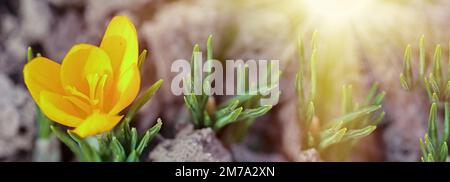 Crocus, Crocuses oder croci, die auf der Wiese blühen. Bulbusförmige Pflanze zur Dekoration von Blumenbeeten. Honigpflanzen Ukraine. Stockfoto