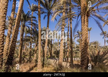 Palmenhain in Dahschur, Ägypten Stockfoto