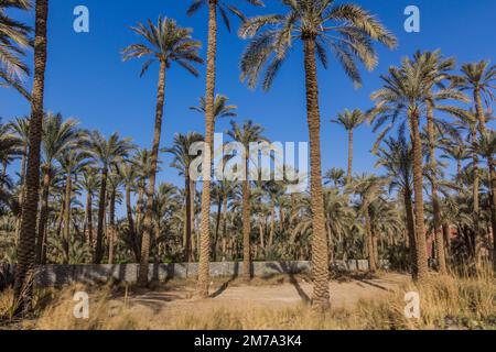 Palmenhain in Dahschur, Ägypten Stockfoto