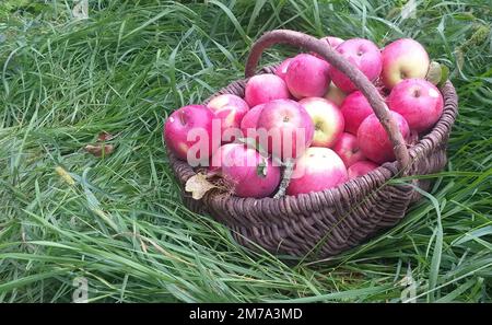 Rote Äpfel in einem Korbkorb zwischen dem grünen Gras Stockfoto
