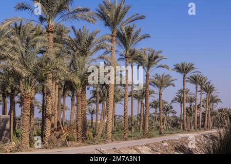 Palmenhain in Dahschur, Ägypten Stockfoto