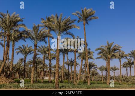 Palmenhain in Dahschur, Ägypten Stockfoto