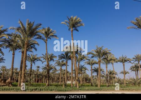 Palmenhain in Dahschur, Ägypten Stockfoto